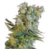 Semilla de Marihuana Amnesia Bilbo - Genehtik Seeds
