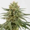 Semilla de Marihuana Amnesia CBD - Dinafem Seeds