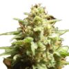 Semilla de Marihuana B3 Medical - Pure Seeds