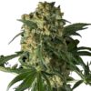 Semilla de Marihuana Big Kush - Dinafem Seeds