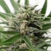 Semilla de Marihuana Blue Amnesia XXL - Dinafem Seeds