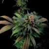 Semilla de Marihuana Blue Widow - Dinafem Seeds