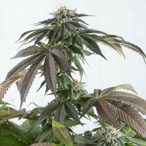 Semilla de Marihuana Bubba Kush CBD - Dinafem Seeds
