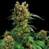 Semilla de Marihuana California Hashplant - Dinafem Seeds