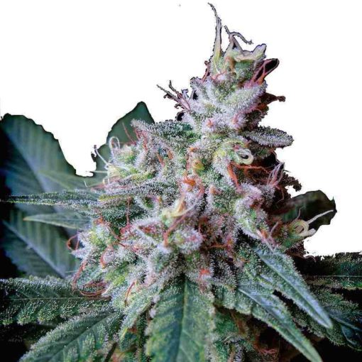 Semilla de Marihuana Cream Caramel Auto - Sweet Seeds