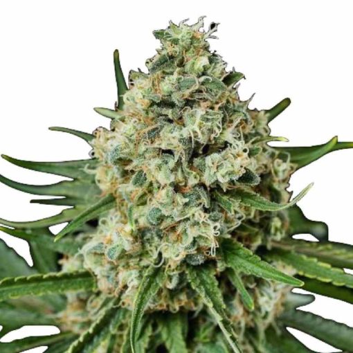 Semilla de Marihuana Critical + 2.0 - Dinafem Seeds