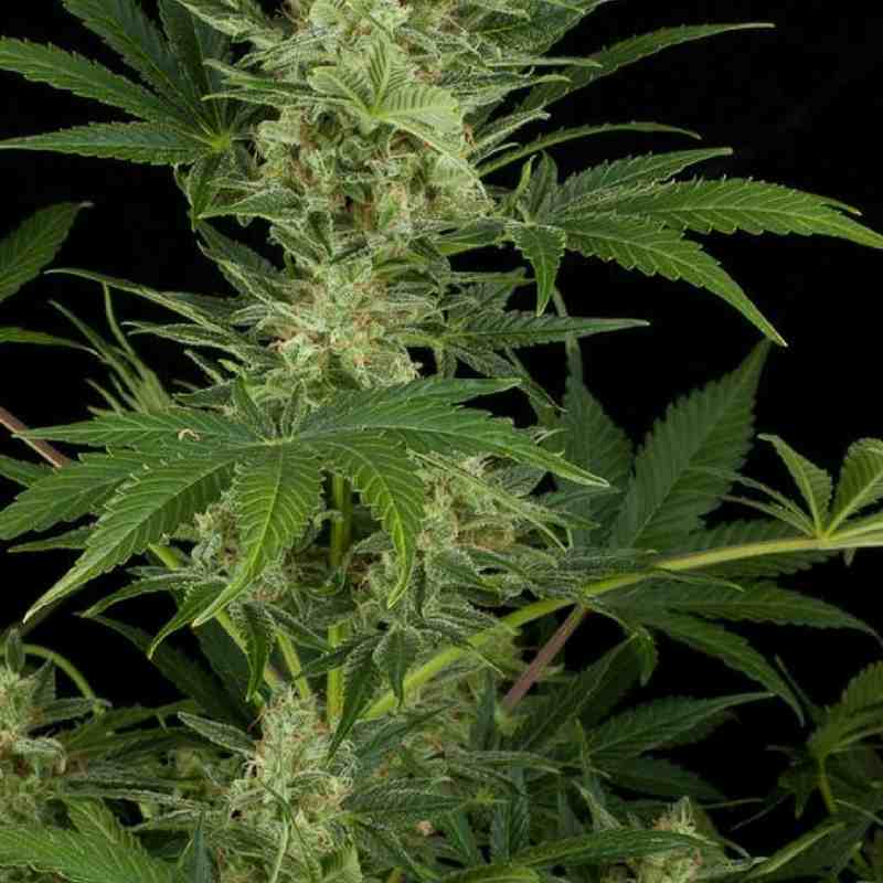 Critical-Jack-Dinafem-Seeds-Auto-2