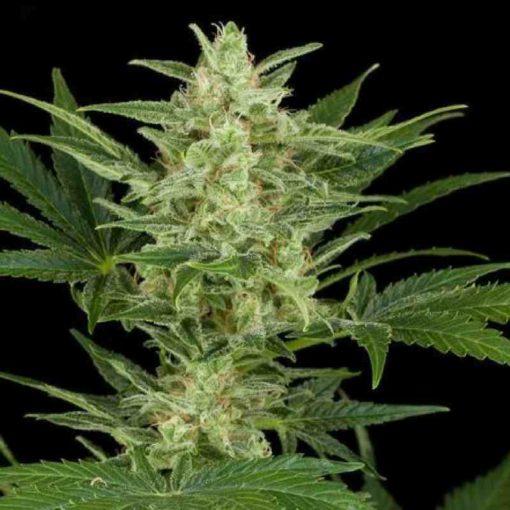 Semilla de Marihuana Critical Jack - Dinafem Seeds Auto
