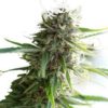 Semilla de Marihuana Critical Mass CBD - Dinafem Seeds