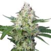 Semilla de Marihuana Crystal Candy - Sweet Seeds