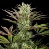 Semilla de Marihuana Deep Cheese de Dinafem