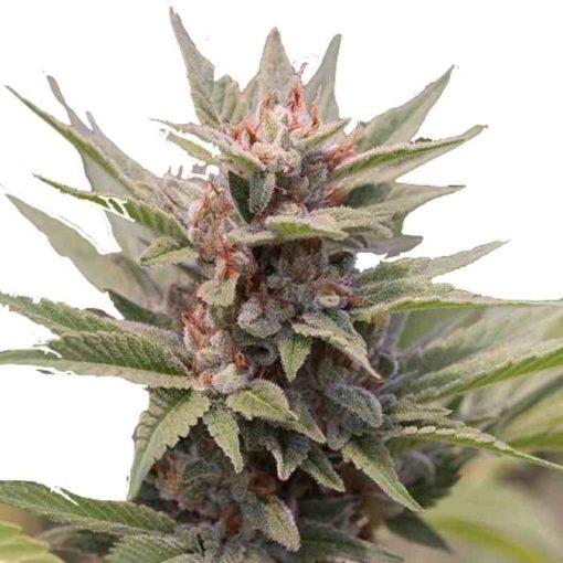 Semilla de Marihuana Diesel - Dinafem Seeds