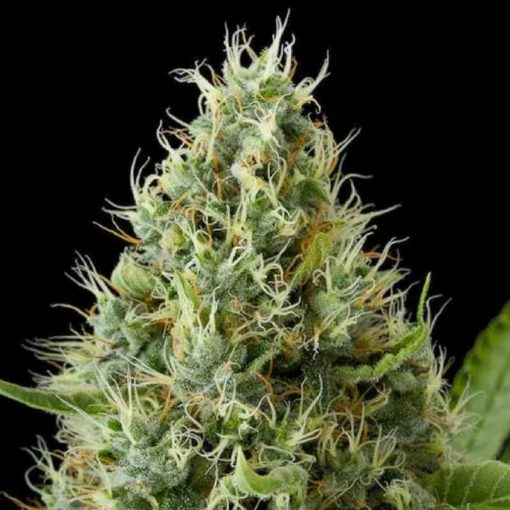 Semilla de Marihuana Dinamex - Dinafem Seeds