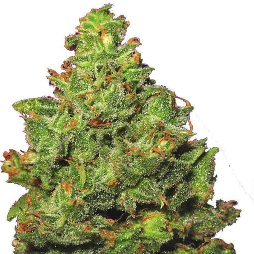 Semilla de Marihuana Edelweiss - Flying Dutchmen