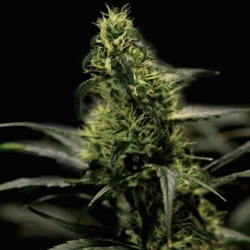Semilla de Marihuana Energy Haze - Bulldog Seeds