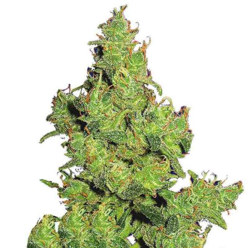 Semilla de Marihuana Flying Dragon - Flying Dutchmen