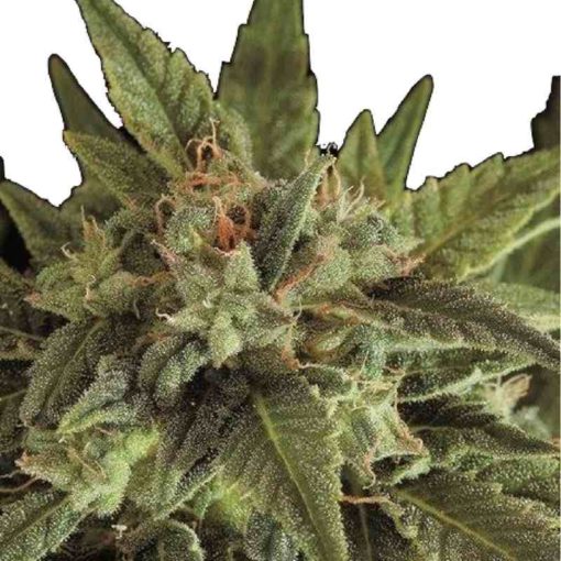 Semilla de Marihuana Fruit - Dinafem Seeds