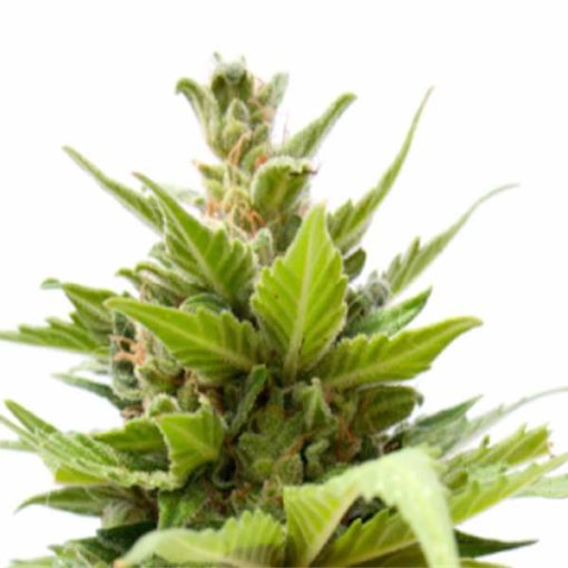 Semilla de Marihuana Galaxy Cheese Auto - Sputnik Seeds