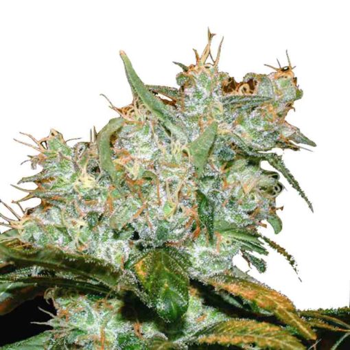 Semilla de Marihuana Goxuak Auto - Genehtik Seeds