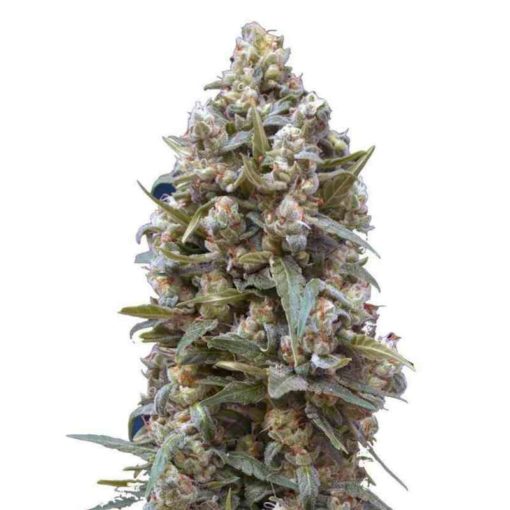 Semilla de Marihuana Hashchis Berry - 00 Seeds