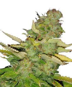 Semilla de Marihuana Hawaii Maui Waui - Nirvana Seeds