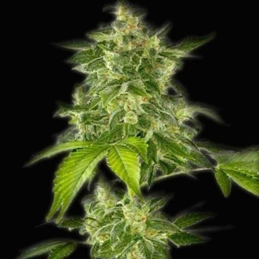 Semilla de Marihuana Haze - Bulldog Seeds