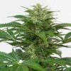 Semilla de Marihuana Haze CBD Auto - Dinafem Seeds