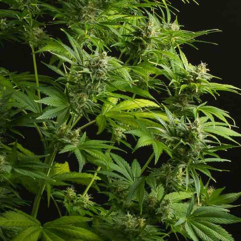 Haze-XXL-Dinafem-Seeds-Auto-2