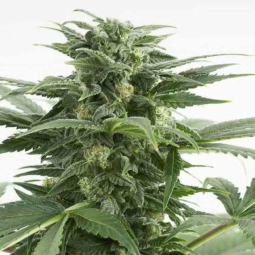 Semilla de Marihuana Haze XXL - Dinafem Seeds Auto