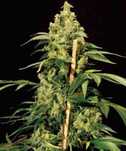 Semilla de Marihuana Jack Herer - Bulldog Seeds