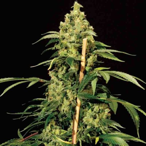 Semilla de Marihuana Jack Herer - Bulldog Seeds