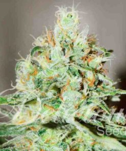 Semilla de Marihuana Jagg Kush - Delicious Seeds