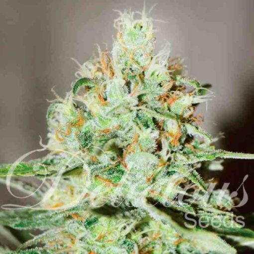 Semilla de Marihuana Jagg Kush - Delicious Seeds