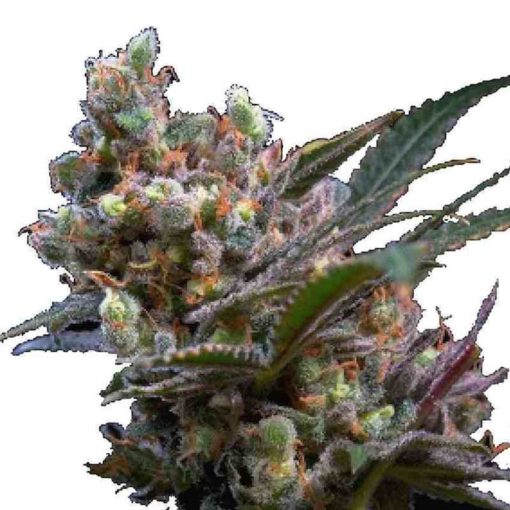 Semilla de Marihuana Kritikal Bilbo - Genehtik Seeds