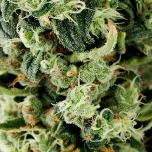 Semilla de Marihuana Moby Dick # 2 - Dinafem Seeds