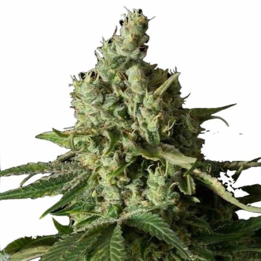 Semilla de Marihuana Moby Dick CBD - Dinafem Seeds