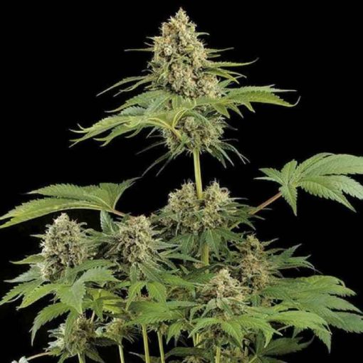 Semilla de Marihuana Moby Dick - Dinafem Seeds
