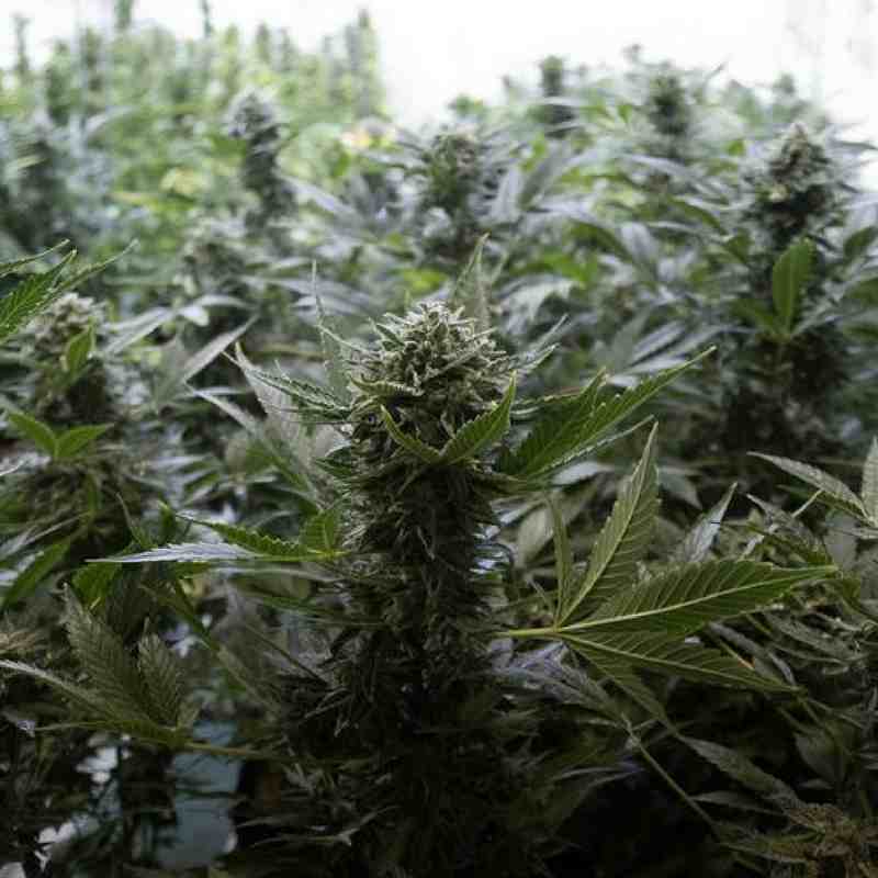 Moby-Dick-Dinafem-Seeds-Auto-2