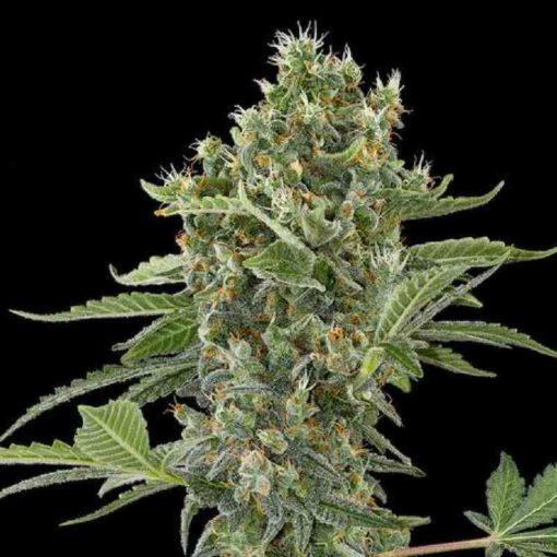 Semilla de Marihuana Moby Dick - Dinafem Seeds Auto