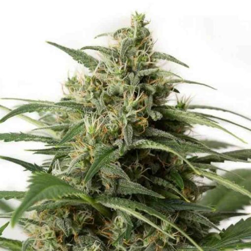 Semilla de Marihuana Moby Dick XXL - Dinafem Seeds