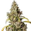 Semilla de Marihuana Monster - EVA Seeds