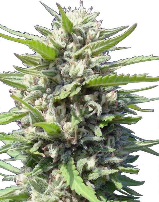 Semilla de Marihuana Northern Lights - Genehtik Seeds Auto
