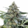 Semilla de Marihuana OG Kush CBD - Dinafem Seeds