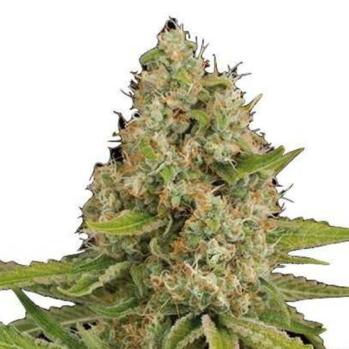 Semilla de Marihuana OG Kush - Dinafem Seeds