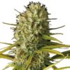 Semilla de Marihuana Original Amnesia - Dinafem Seeds
