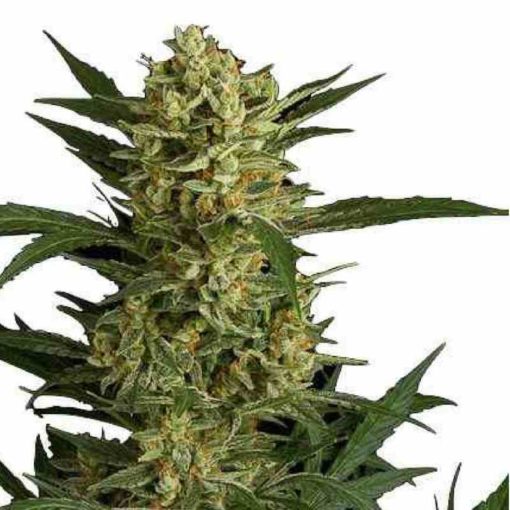Semilla de Marihuana Original Amnesia - Dinafem Seeds Auto