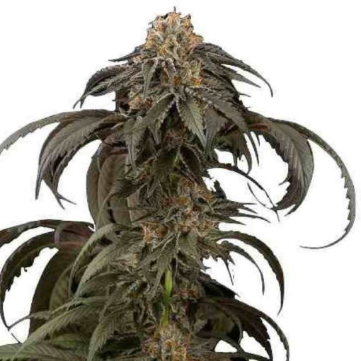Semilla de Marihuana Purple Afghan Kush - Dinafem Seeds