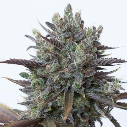 Semilla de Marihuana Purple Orange CBD - Dinafem Seeds