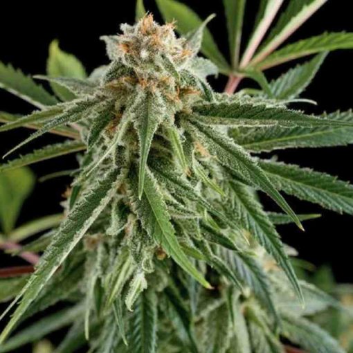 Semilla de Marihuana Royale Haze - Dinafem Seeds