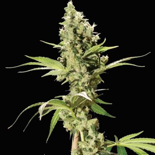 Semilla de Marihuana Sour Diesel - Bulldog Seeds